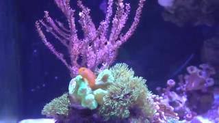 Great addition to most reef tanks Clown Gobies [upl. by Rushing252]