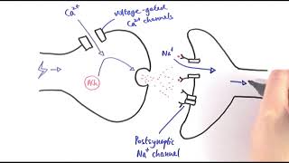 A2 Biology  Cholinergic synapses OCR A Chapter 135 [upl. by Dnarb]