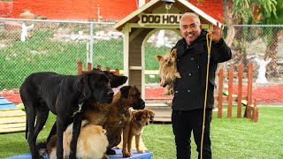 CESAR MILLAN TEACHES YOU HOW TO USE THE LEASH [upl. by Cosmo178]