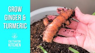 How To Grow Turmeric and Ginger Indoors [upl. by Kilian410]