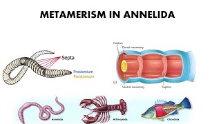 Metamerism in Annelida [upl. by Nnod]