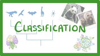 GCSE Biology  Classification 80 [upl. by Eneja]