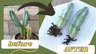 How to Root a Cactus Offset WITH RESULTS  Propagate a Cactus [upl. by Esinned361]