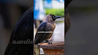 🐦கனவில் கனவில் வந்தால்  crow kanavil vanthal enna palan [upl. by Aihsyak]