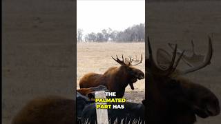 Rare moose encounter in South Dakota [upl. by Ahaelam]