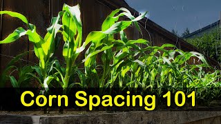 Corn Spacing 101  Garden Quickie Episode 8 [upl. by Berkshire890]