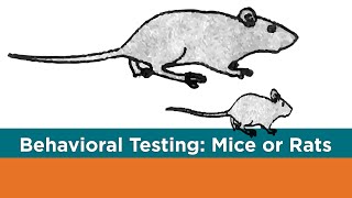 Behavioral testing in animals Part 1 Mice or Rats [upl. by Seilenna]