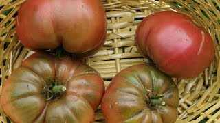 Black Krim Heirloom Tomato From Seedling to Taste Test [upl. by Janyte]