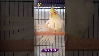 rescue parrothealth ytshorts cockatielcuties cute cockatiels [upl. by Bean]