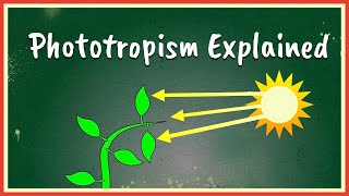 Phototropism Explained [upl. by Eustatius]