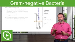 GramNegative Solution Lipopolysaccharide amp Bacterial Structure – Microbiology  Lecturio [upl. by Nalaf]