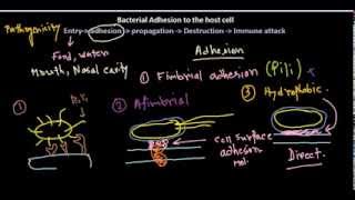 Les jonctions intercellulaires [upl. by Hendricks75]