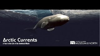 Arctic Currents A Year in the Life of the Bowhead Whale English [upl. by Derk474]