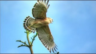 Red Shouldered Hawk Calling [upl. by Amoritta]