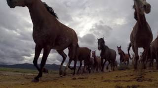 Mustangs chevaux sauvages [upl. by Harbison]