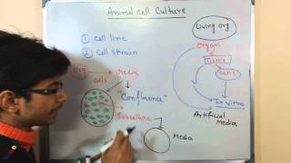 Mammalian cell culture 2  cell lines and cell strain [upl. by Goober]