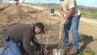 Backyard Orchard Demo  planting part two [upl. by Magna]