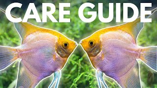 How to Care for Angelfish Beginner Guide [upl. by Pacifa]