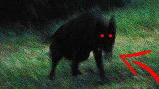 Top 10 Mythical Creatures amp Cryptids 2019 [upl. by Perri]