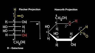 Fischer to Haworth Projection [upl. by Yecal9]