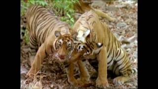 Baby Einstein  Wild Animal Safari Amazon Trailer [upl. by Dhar]