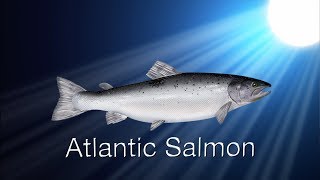 Species in the Spotlight Atlantic Salmon [upl. by Graniah]