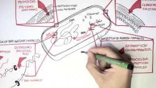 Microbiology  Antibiotics Mechanisms of Action [upl. by Perrie]