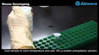 Mouse Genotyping [upl. by Ahsie]