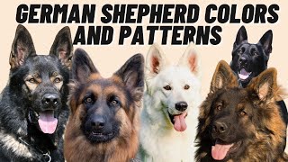 7 Different GERMAN SHEPHERD Coat Color Patterns [upl. by Toille]