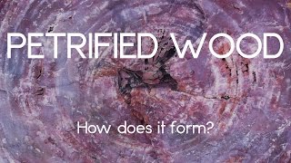 How petrified wood forms [upl. by Eseryt234]