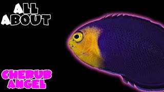 All About The Cherub Angelfish or Pygmy Angelfish [upl. by Anihpesoj626]