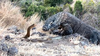 Komodo Dragon VS Snake King Cobra [upl. by Zebe]