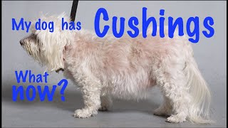 Cushings disease in dogs [upl. by Nylarac]