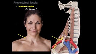 Muscles of the neck [upl. by Chak]