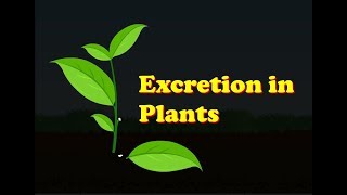 Biology  Excretion in Plants [upl. by Hainahpez]