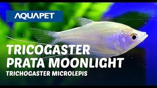 TRICOGASTER PRATA MOONLIGHT TRICHOGASTER MICROLEPIS [upl. by Nhguaved]