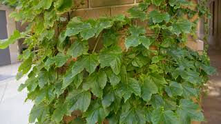 Parthenocissus tricuspidata  Boston Ivy [upl. by Enaffit]