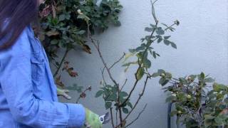 How to Prune Your Roses in 4 Easy Steps [upl. by Batista]