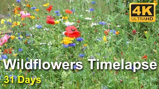 Beautiful Wildflowers Timelapse  Growing Moving and Flowering  4K UHD [upl. by Auoy]