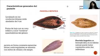 Fasciola hepatica [upl. by Nawk129]