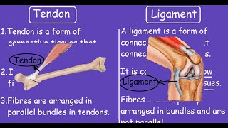 Tendon Vs Ligament Quick Differences and Comparison [upl. by Kemeny553]