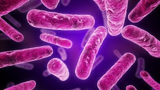 Gram Positive vs Gram Negative Bacterial Cell Wall Structure Microbiology [upl. by Rosenblast141]