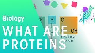 What Are Proteins  Cells  Biology  FuseSchool [upl. by Aehtla]