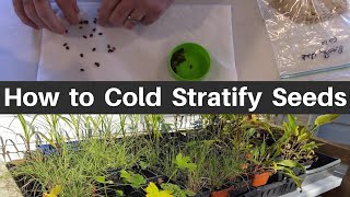 How to Cold Moist Stratify Seeds [upl. by Felicity]