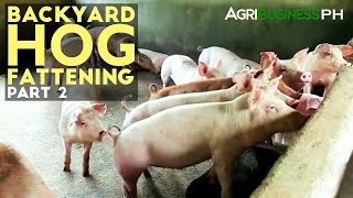 Backyard Hog Fattening Part 2  Hog Fattening Management  Agribusiness Philippines [upl. by Vullo353]