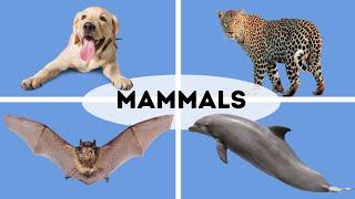 10 Traits of Mammals [upl. by Ijuy]