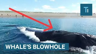 Whats Actually Inside A Whales Blowhole [upl. by Boccaj]