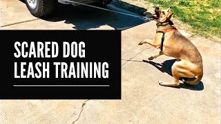 Leash Training  How To Teach A Scared Dog To Walk On A Leash [upl. by Ringsmuth165]