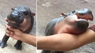 Adorable Baby Hippo Nuzzles On Zookeepers Arm [upl. by Pricilla]