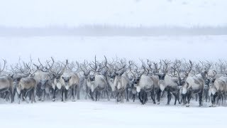 The barrenground caribou [upl. by Ayvid]